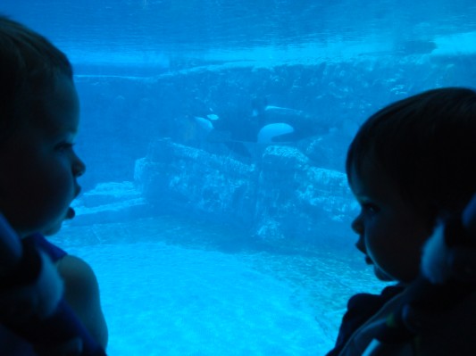 Brothers in Front of Shamu